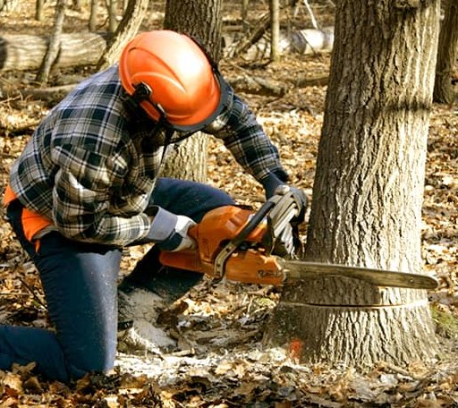 Tree Removal in East Calais, VT
